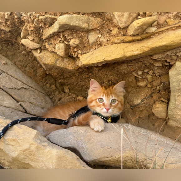 Meet your Posher, Kasey - Picture 3 of 12